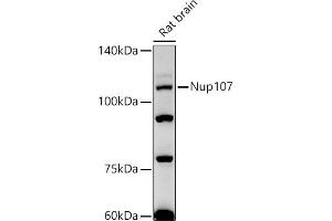Western blot analysis of extracts of Rat brain, using Nup107 antibody (ABIN7269039) at 1:500 dilution. (NUP107 Antikörper)
