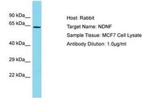 Image no. 1 for anti-Neuron-Derived Neurotrophic Factor (NDNF) (AA 490-539) antibody (ABIN6750671)