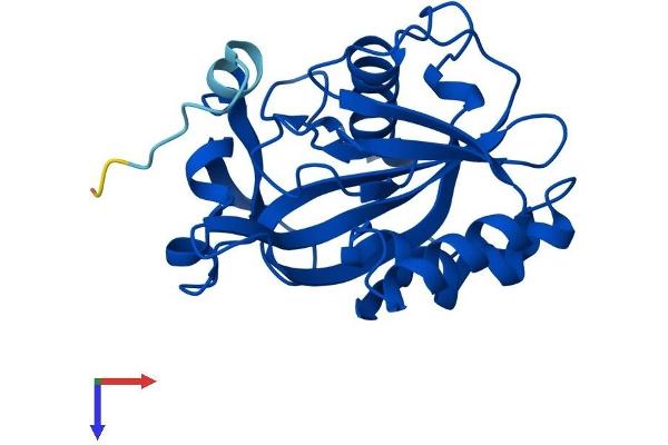 IPP Isomerase 2 Protein (IDI2) (AA 1-227) (His tag)