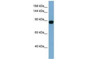 Image no. 1 for anti-CAS1 Domain Containing 1 (CASD1) (N-Term) antibody (ABIN6741823) (CASD1 Antikörper  (N-Term))