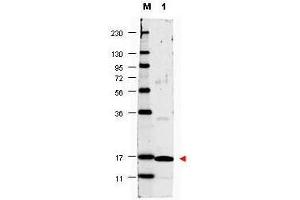 Western blot using  anti-Human IL17-A antibody shows detection of a band ~17 kDa in size corresponding to recombinant human IL17-A (lane 1). (Interleukin 17a Antikörper  (Biotin))
