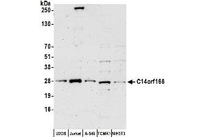 anti-Chromosome 14 Open Reading Frame 166 (C14orf166) (AA 75-125) antibody