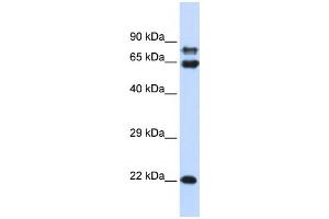 Western Blotting (WB) image for anti-Protein Phosphatase 2, Regulatory Subunit A, alpha (PPP2R1A) antibody (ABIN2459979) (PPP2R1A Antikörper)