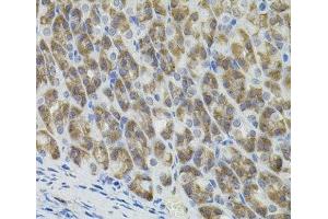Immunohistochemistry of paraffin-embedded Mouse stomach using MARVELD2 Polyclonal Antibody (Tricellulin Antikörper)