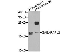 Western blot analysis of extracts of mouse brain and mouse kidney cells, using GABARAPL2 antibody. (GABARAPL2 Antikörper)