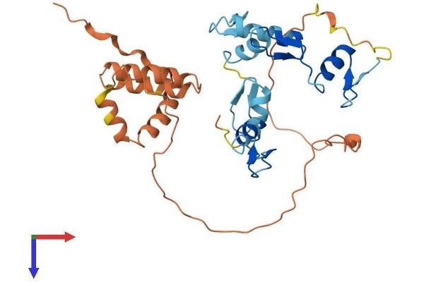 OSR2 Protein (AA 1-312) (His tag)