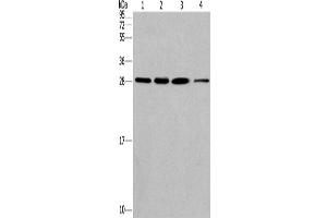Western Blotting (WB) image for anti-Endoplasmic Reticulum Protein 29 (ERP29) antibody (ABIN2434607) (ERP29 Antikörper)