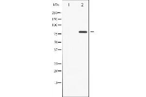 Western blot analysis of PKC zeta phosphorylation expression in PMA treated COS7 whole cell lysates,The lane on the left is treated with the antigen-specific peptide.