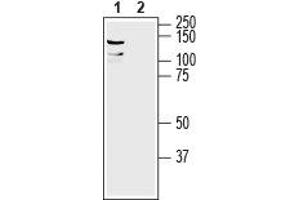 Western blot analysis of mouse brain lysate:1. (Leucine Rich Repeat Containing 8 Family, Member A (LRRC8A) Peptid)