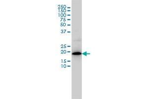 Western Blotting (WB) image for anti-Mitochondrial Ribosomal Protein L12 (MRPL12) (AA 1-199) antibody (ABIN598585) (MRPL12 Antikörper  (AA 1-199))