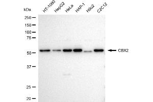 Western blotting analysis using CBX2 antibody (ABIN7798062). (Rekombinanter CBX2 Antikörper)