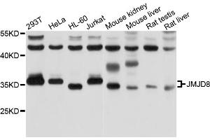 Western blot analysis of extracts of various cell lines, using JMJD8 antibody. (JMJD8 Antikörper)
