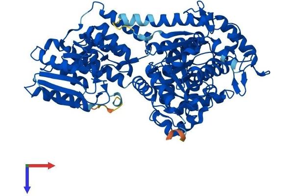 EHHADH Protein (AA 1-723) (His tag)