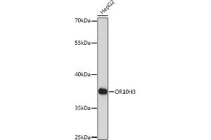 Western blot analysis of extracts of HepG2 cells, using OR10H3 Rabbit pAb (ABIN7269086) at 1:1000 dilution. (OR10H3 Antikörper  (AA 1-100))