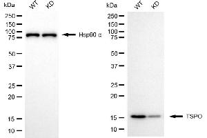 Western blotting analysis using TSPO antibody (ABIN7799775). (Rekombinanter TSPO Antikörper)