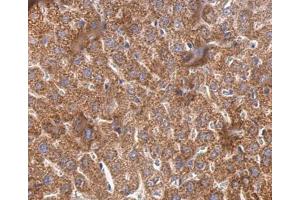 IHC-P Image Cyclophilin 40 antibody detects Cyclophilin 40 protein at cytosol on mouse liver by immunohistochemical analysis. (PPID Antikörper)