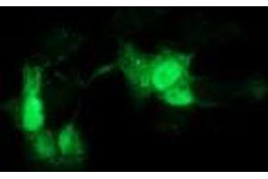 Anti-GCKR mouse monoclonal antibody (ABIN2454032) immunofluorescent staining of COS7 cells transiently transfected by pCMV6-ENTRY GCKR (RC214230). (GCKR Antikörper)