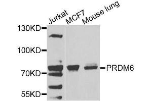 Western blot analysis of extracts of various cell lines, using PRDM6 antibody. (PRDM6 Antikörper  (AA 376-595))