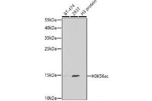 Western blot analysis of extracts of various cell lines using Acetyl-Histone H3-K56 Polyclonal Antibody at dilution of 1:1000. (Histone 3 Antikörper  (acLys56))