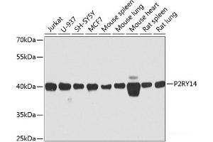 Western blot analysis of extracts of various cell lines using P2RY14 Polyclonal Antibody at dilution of 1:1000. (P2RY14 Antikörper)
