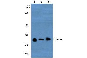 Western blot (WB) analysis of C/EBP-α antibody at 1/500 dilution (CEBPA Antikörper)