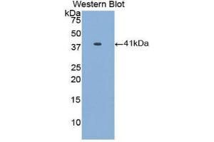 Western Blotting (WB) image for anti-Apolipoprotein A-II (APOA2) (AA 24-100) antibody (ABIN1077815) (APOA2 Antikörper  (AA 24-100))