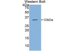 Western blot analysis of the recombinant protein. (NUP88 Antikörper  (AA 159-422))