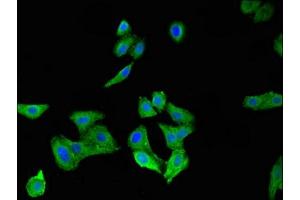 Immunofluorescent analysis of HepG2 cells using ABIN7148581 at dilution of 1:100 and Alexa Fluor 488-congugated AffiniPure Goat Anti-Rabbit IgG(H+L) (SPRR1A Antikörper  (AA 8-72))