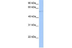 WB Suggested Anti-CYP1A1 Antibody Titration:  0. (CYP1A1 Antikörper  (Middle Region))