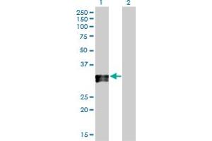 Western Blot analysis of HLA-DPA1 expression in transfected 293T cell line by HLA-DPA1 MaxPab polyclonal antibody. (HLA-DPA1 Antikörper  (AA 1-260))