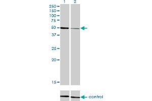 Western blot analysis of HNF4A over-expressed 293 cell line, cotransfected with HNF4A Validated Chimera RNAi (Lane 2) or non-transfected control (Lane 1). (HNF4A Antikörper  (AA 324-423))
