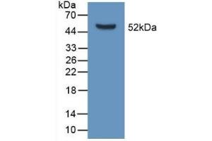 Detection of Recombinant APOD, Mouse using Polyclonal Antibody to Apolipoprotein D (APOD) (Apolipoprotein D Antikörper  (AA 1-189))