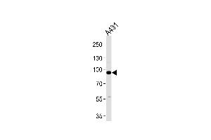Western blot analysis of lysates from A431 cell line ,using C1S Antibody (ABIN485413 and ABIN1534794).