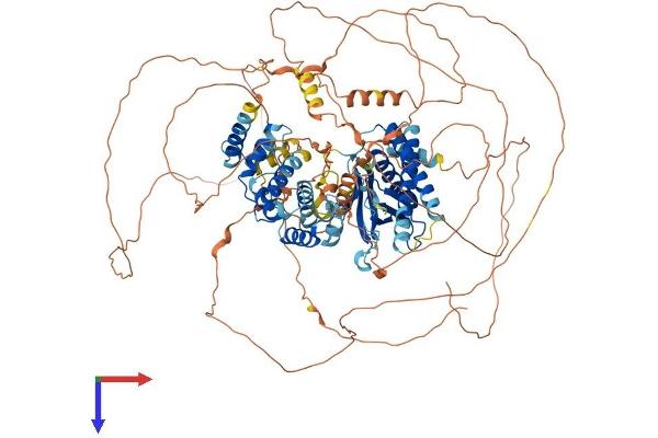 PSD Protein (AA 1-1024) (His tag)