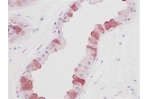Image no. 1 for anti-Epidermal Growth Factor (EGF) (Extracellular Domain) antibody (ABIN205919) (EGF Antikörper  (Extracellular Domain))