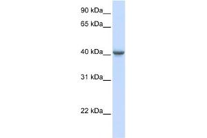 WB Suggested Anti-GABRA1 Antibody Titration:  0. (GABRA1 Antikörper  (Middle Region))