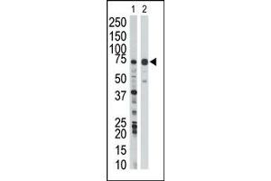 Image no. 1 for anti-WEE1 Homolog (S. Pombe) (WEE1) (Middle Region) antibody (ABIN360580) (WEE1 Antikörper  (Middle Region))