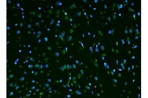 IF analysis of Rpl9 using anti-Rpl9 antibody (ABIN7599060). (RPL9 Antikörper  (AA 1-192))
