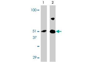 Western blot analysis of IRF7 in 293 cell lysate with IRF7 polyclonal antibody at (A) 0. (IRF7 Antikörper  (Internal Region))