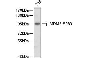 Western blot analysis of extracts of 293 cell line, using phospho-MDM2-S260 antibody (ABIN3019520, ABIN3019521, ABIN3019522 and ABIN6225445). (MDM2 Antikörper  (pSer260))