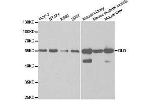 Western blot analysis of extracts of various cell lines, using DLD antibody. (DLD Antikörper  (AA 36-300))