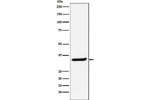 Western blot analysis of POLR2C expression in Jurkat cell lysate.