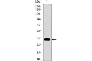 Western Blotting (WB) image for anti-GATA Binding Protein 6 (GATA6) (AA 491-557) antibody (ABIN1846324) (GATA6 Antikörper  (AA 491-557))