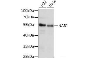 Western blot analysis of extracts of various cell lines using NAB1 Polyclonal Antibody at dilution of 1:1000. (NAB1 Antikörper)