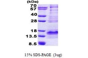 Brain Expressed, X-Linked 1 (BEX1) (AA 1-125) protein (His tag)