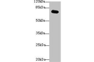 Western blot All lanes: RMI1 antibody at 4 μg/mL + Mouse kidney tissue Secondary Goat polyclonal to rabbit IgG at 1/10000 dilution Predicted band size: 70 kDa Observed band size: 70 kDa (RMI1 Antikörper  (AA 181-443))