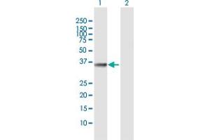 Western Blot analysis of FN3K expression in transfected 293T cell line by FN3K MaxPab polyclonal antibody. (FN3K Antikörper  (AA 1-309))
