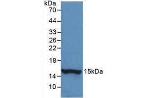 Western blot analysis of recombinant Human HTN1. (HTN1 Antikörper  (AA 20-57))