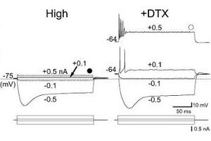 Dendrotoxin-I shifts the resting potential of avian high characteristic frequency region of nucleus magnocellularis neurons. (Dendrotoxin-I Protein)