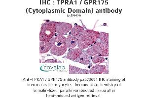 Image no. 1 for anti-Transmembrane Protein, Adipocyte Asscociated 1 (TPRA1) (3rd Cytoplasmic Domain) antibody (ABIN1740235) (GPR175 Antikörper  (3rd Cytoplasmic Domain))